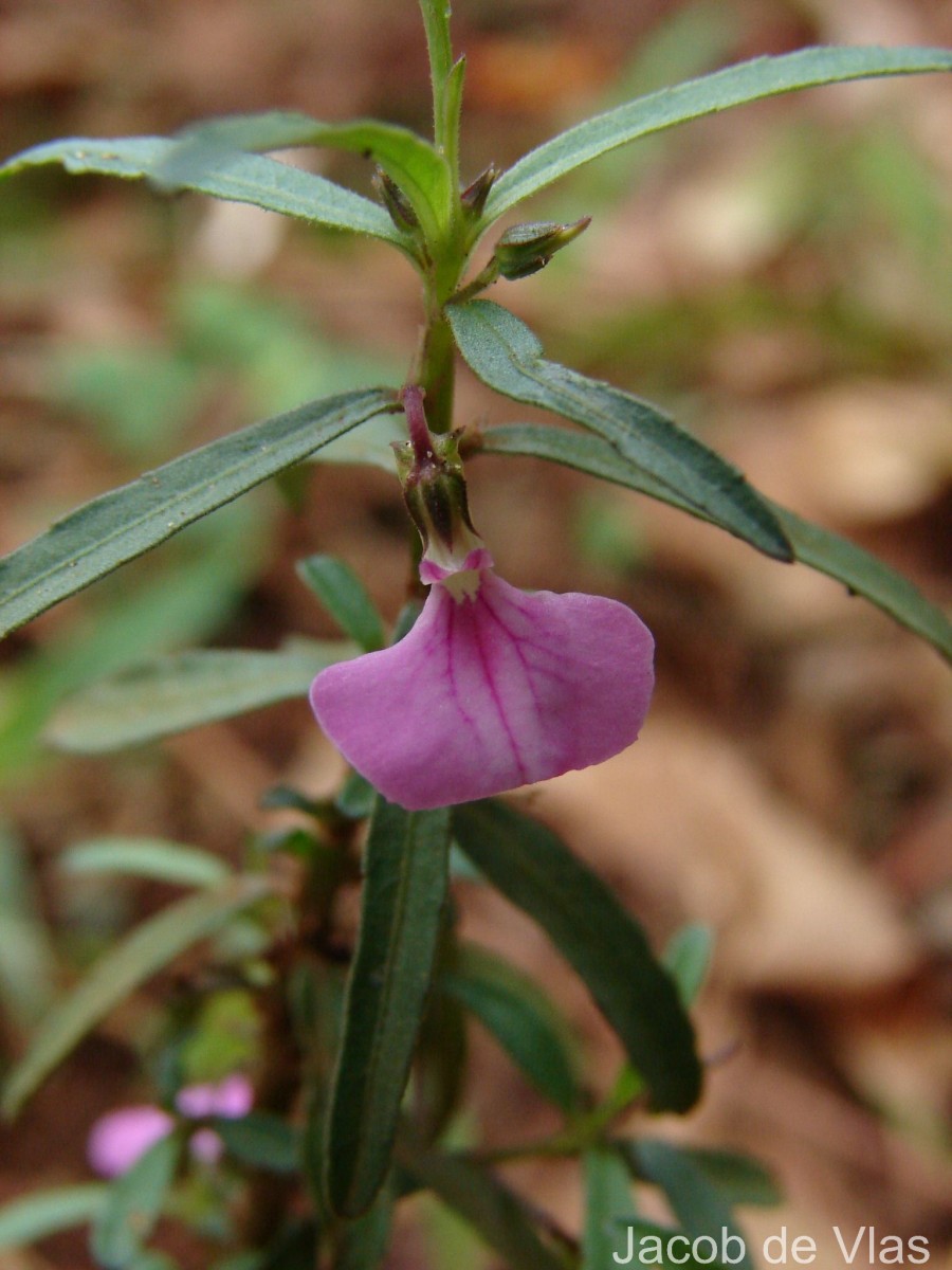 Pigea enneasperma (L.) P.I.Forst.